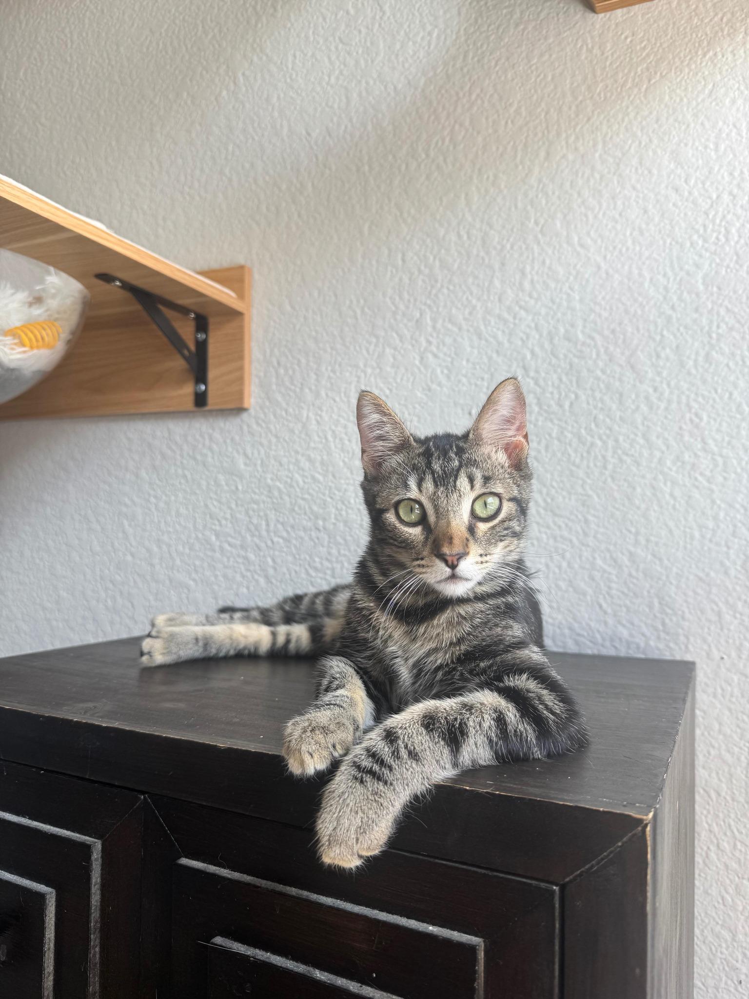 Cacio