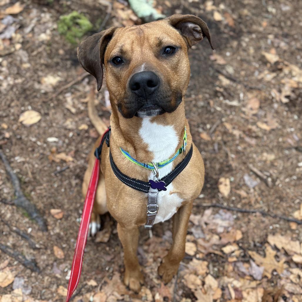 Enlarge Royce, a Adoptable Mixed Breed in Hopkinton, MA image 1/6