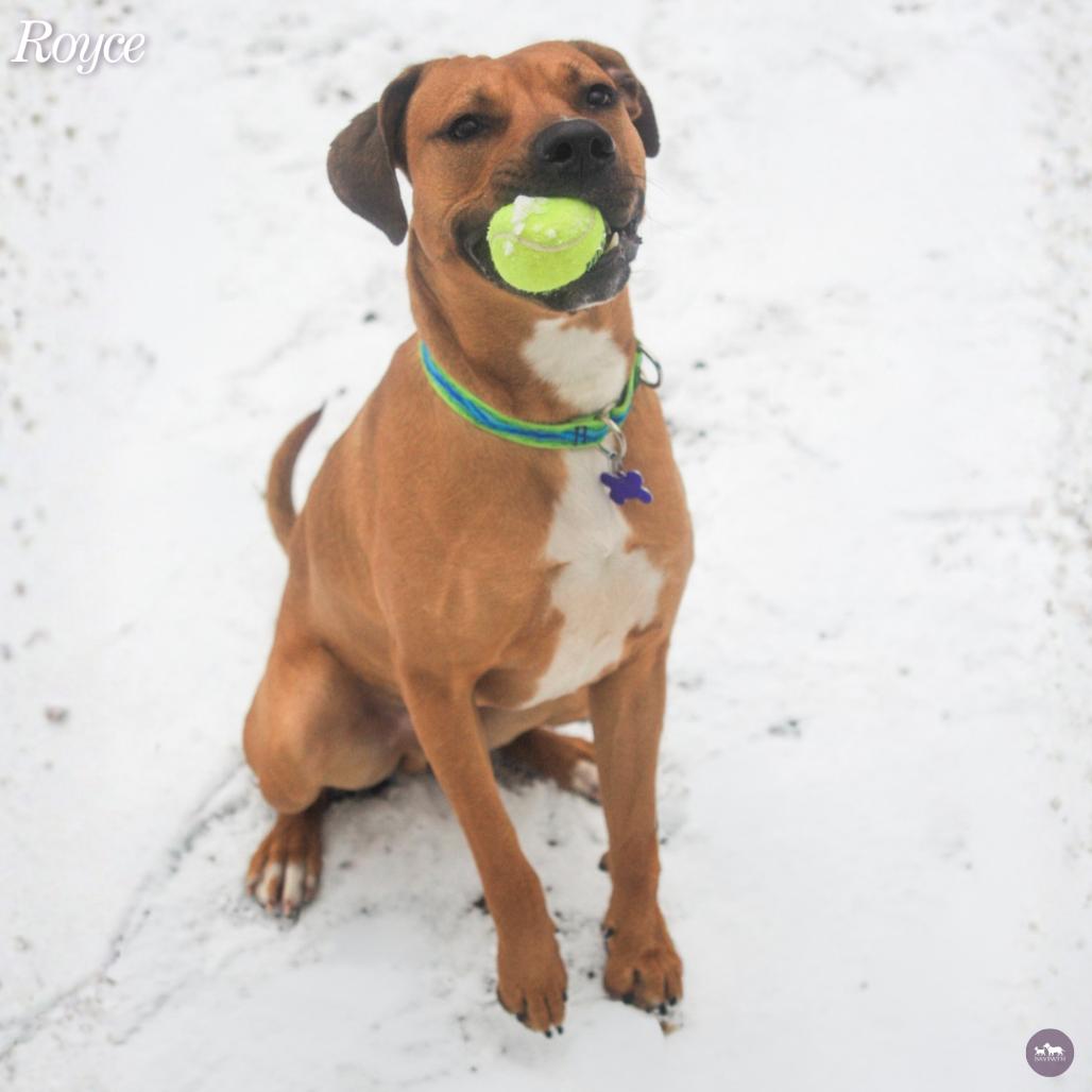 Enlarge Royce, a Adoptable Mixed Breed in Hopkinton, MA image 2/6