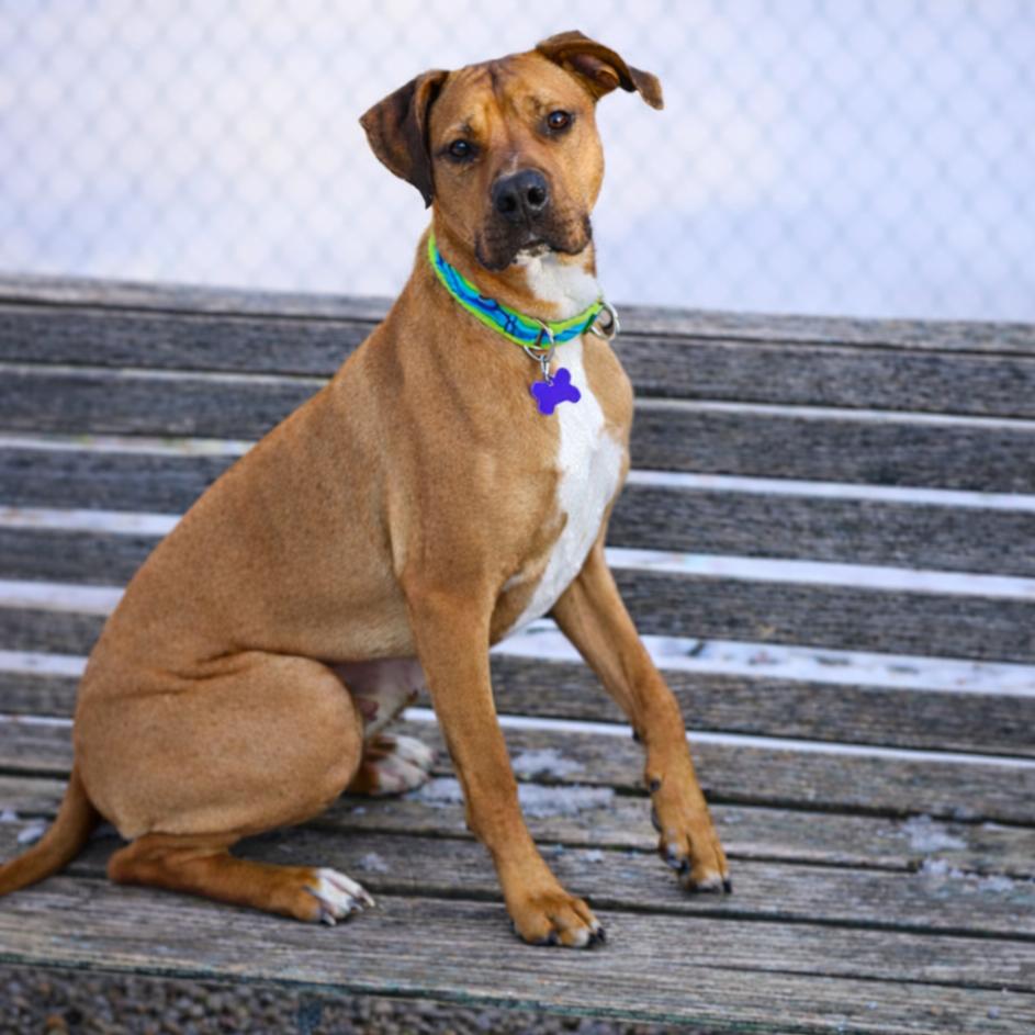 Enlarge Royce, a Adoptable Mixed Breed in Hopkinton, MA image 1/6