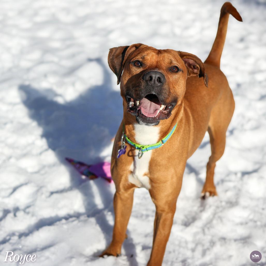 Enlarge Royce, a Adoptable mixed breed in Hopkinton, MA image 1/6