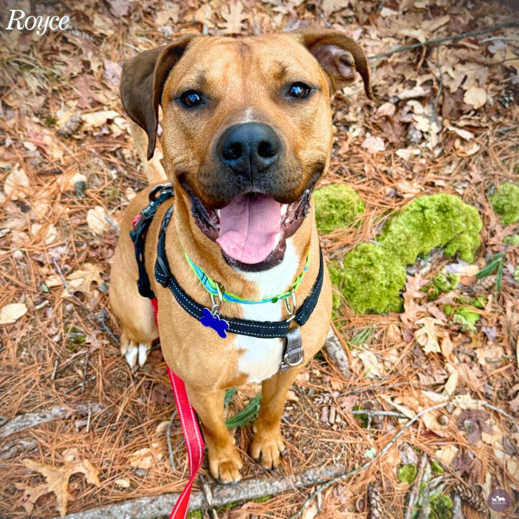 Enlarge Royce, a Adoptable Mixed Breed in Hopkinton, MA image 3/6