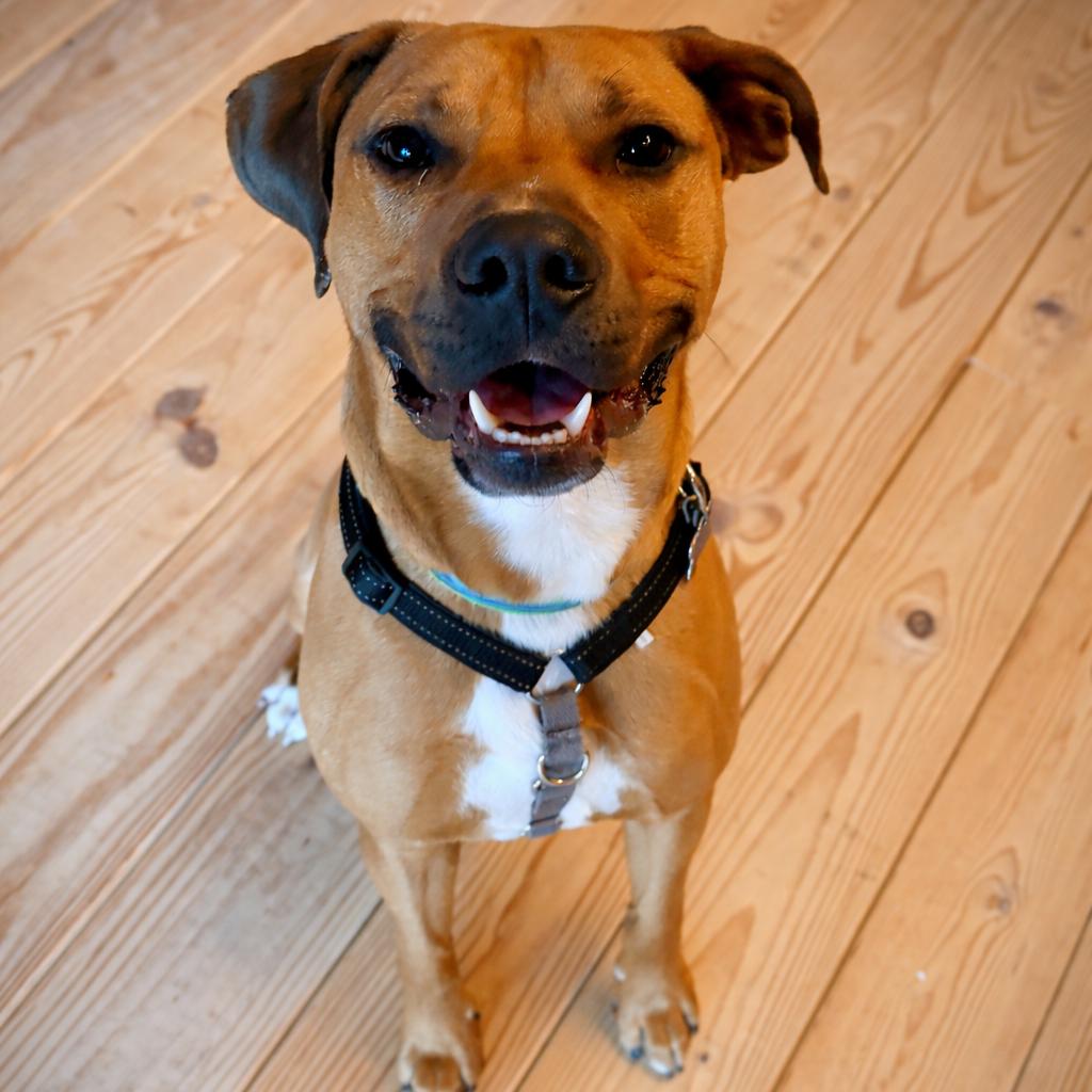 Enlarge Royce, a Adoptable mixed breed in Hopkinton, MA image 2/6