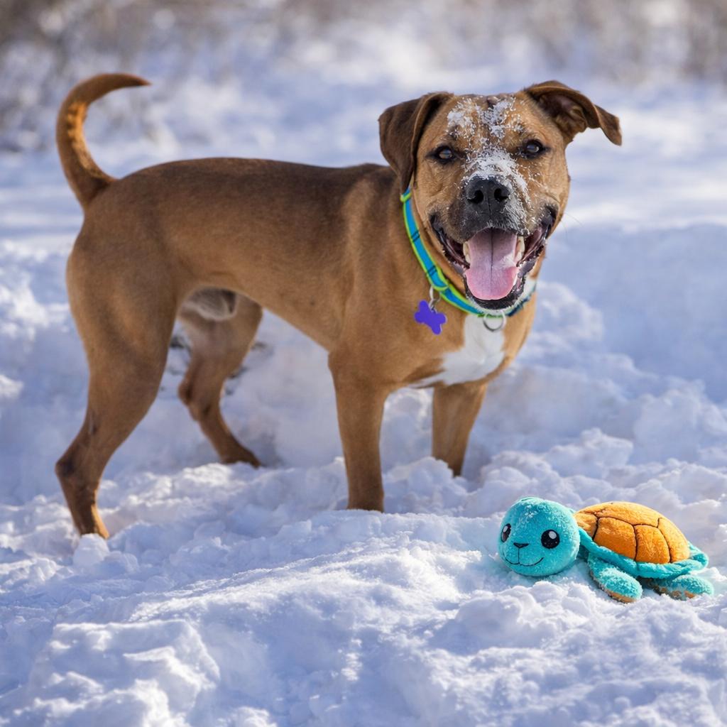 Enlarge Royce, a Adoptable Mixed Breed in Hopkinton, MA image 3/6
