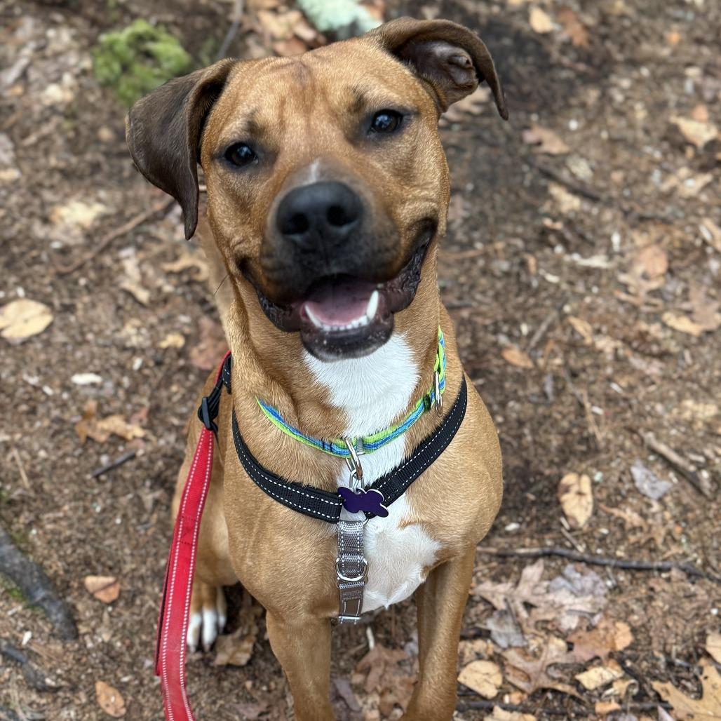 Enlarge Royce, a Adoptable Mixed Breed in Hopkinton, MA image 4/6