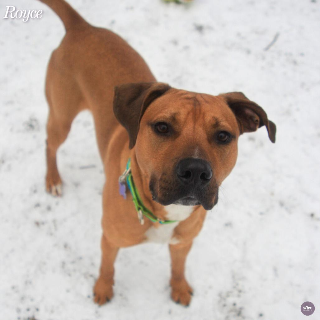 Enlarge Royce, a Adoptable Mixed Breed in Hopkinton, MA image 5/6