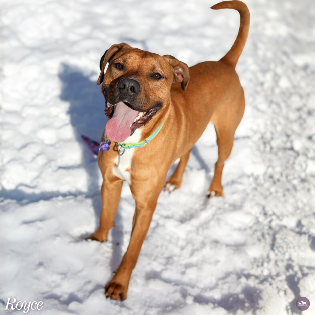 Enlarge Royce, a Adoptable Mixed Breed in Hopkinton, MA image 4/6