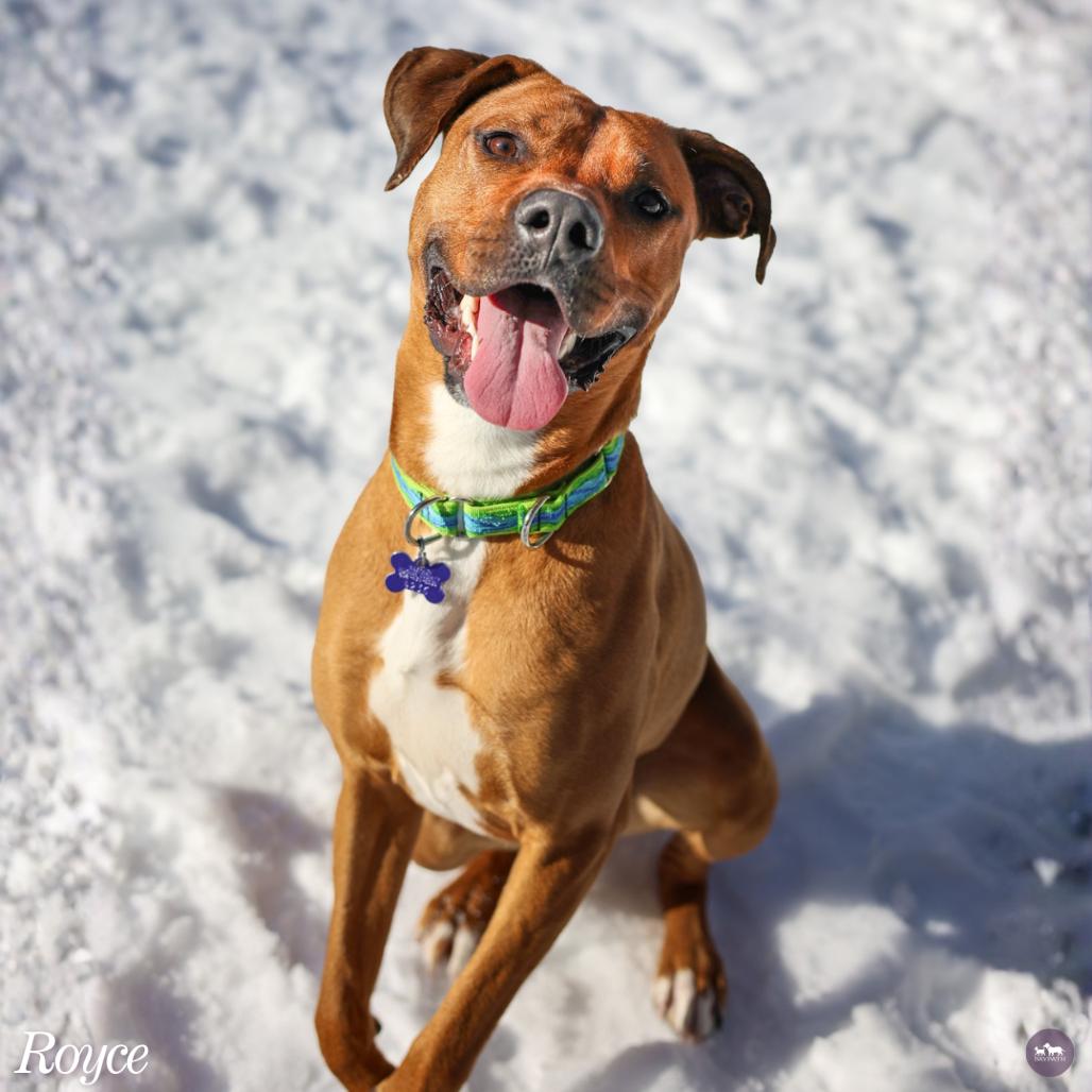 Enlarge Royce, a Adoptable Mixed Breed in Hopkinton, MA image 5/6