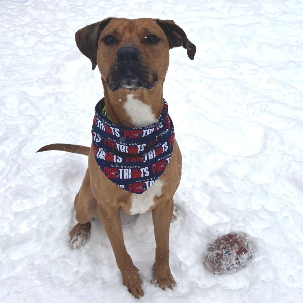 Enlarge Royce, a Adoptable Mixed Breed in Hopkinton, MA image 6/6