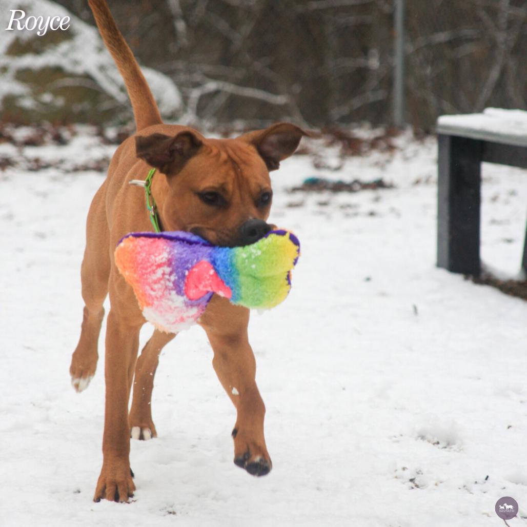 Enlarge Royce, a Adoptable Mixed Breed in Hopkinton, MA image 6/6
