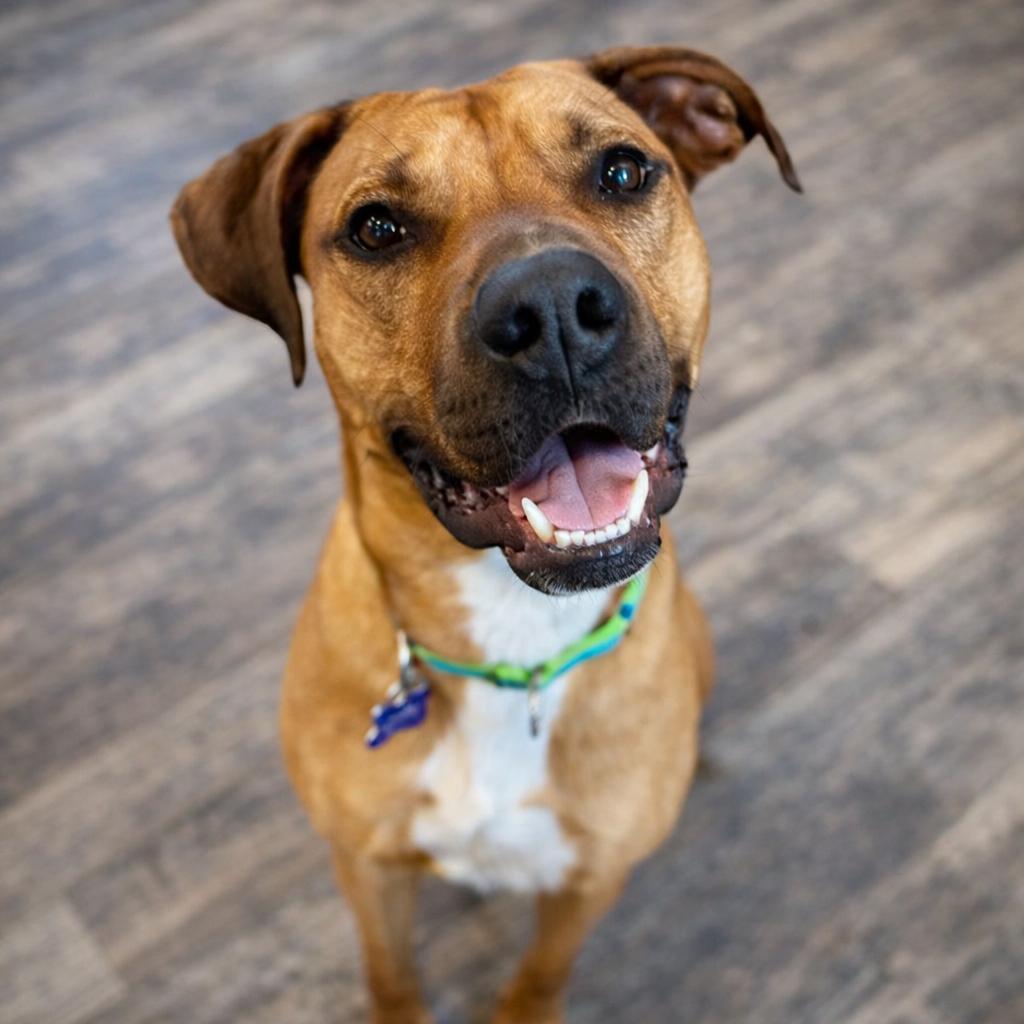 Enlarge Royce, a Adoptable mixed breed in Hopkinton, MA image 5/6