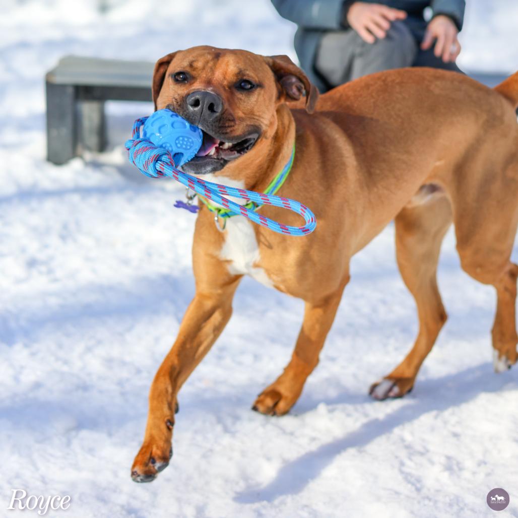 Enlarge Royce, a Adoptable mixed breed in Hopkinton, MA image 6/6