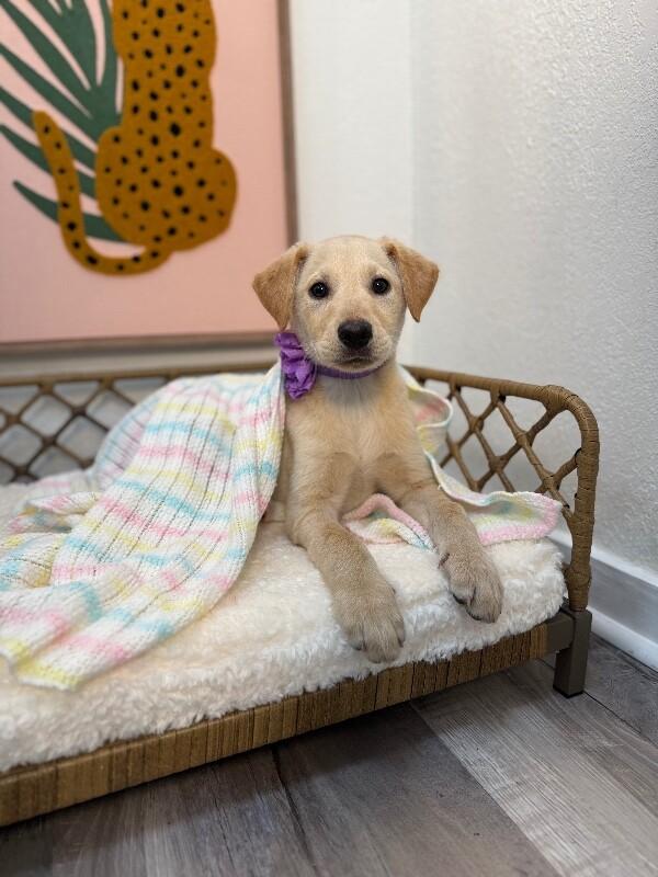 Vanilla Wafer Cookie