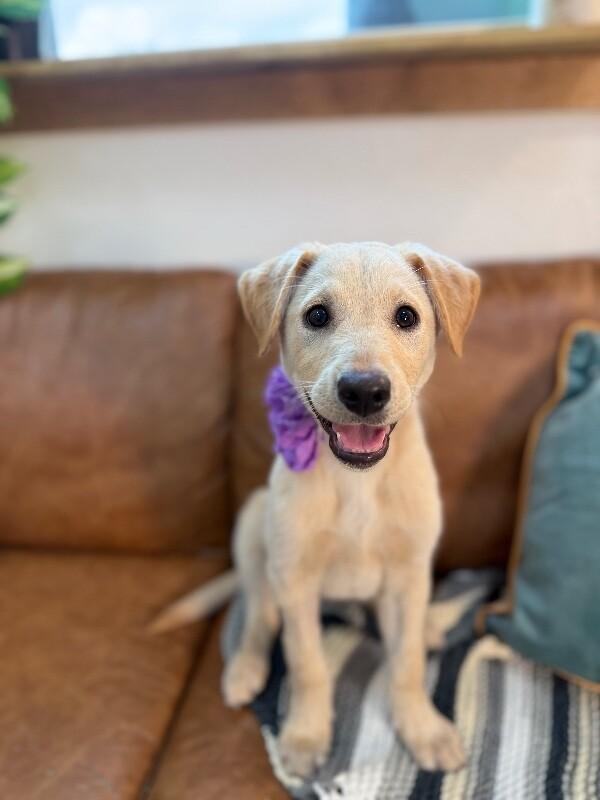 Vanilla Wafer Cookie — thumbnail 5