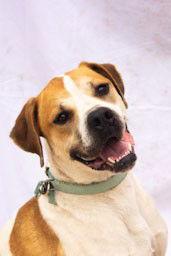 Oscar (now Gizmo), a Adopted American Bulldog in Cottonwood, AZ image 2/3