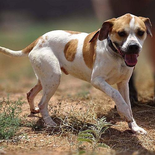 Oscar (now Gizmo), a Adopted American Bulldog in Cottonwood, AZ image 3/3