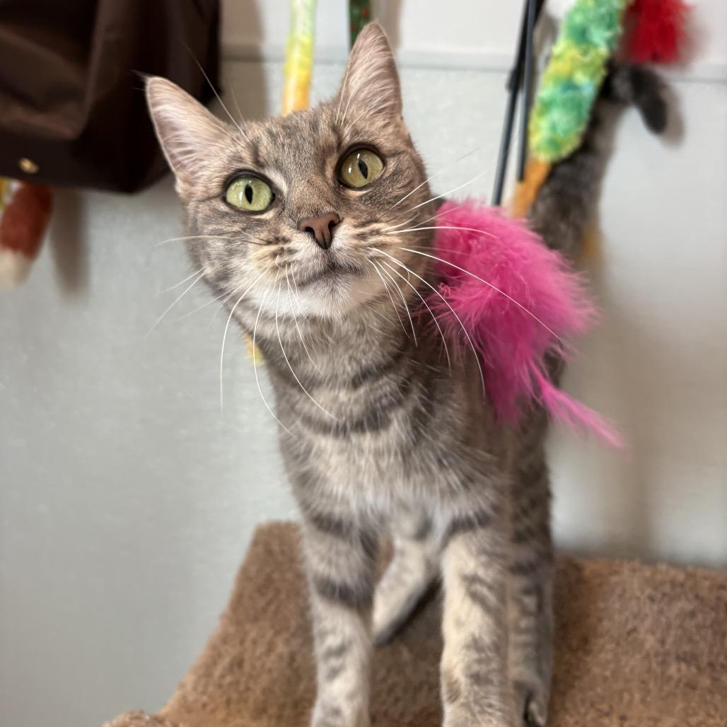 Annie, Adoptable, Young Female Domestic Short Hair.