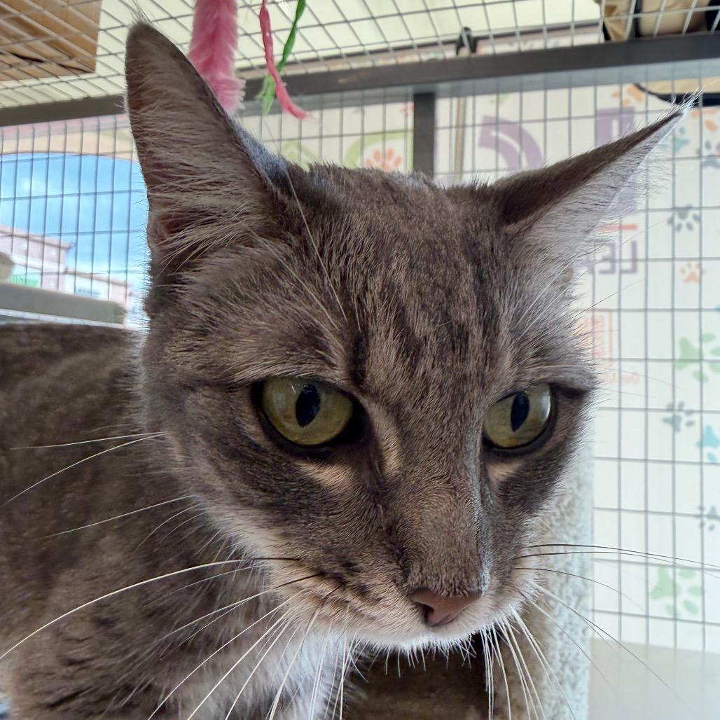 Enlarge Annie, a Adoptable Domestic Short Hair in League City, TX image 2/5