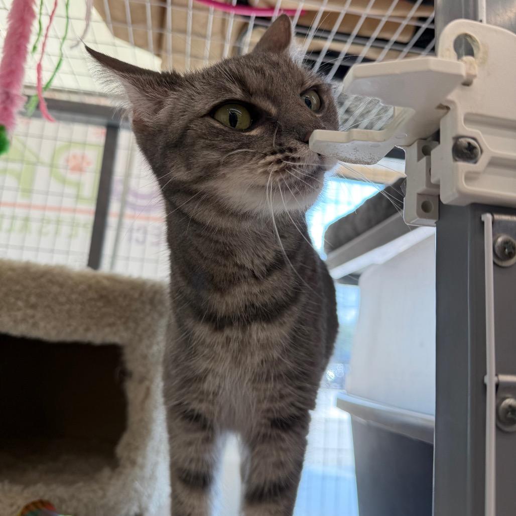 Enlarge Annie, a Adoptable Domestic Short Hair in League City, TX image 3/5