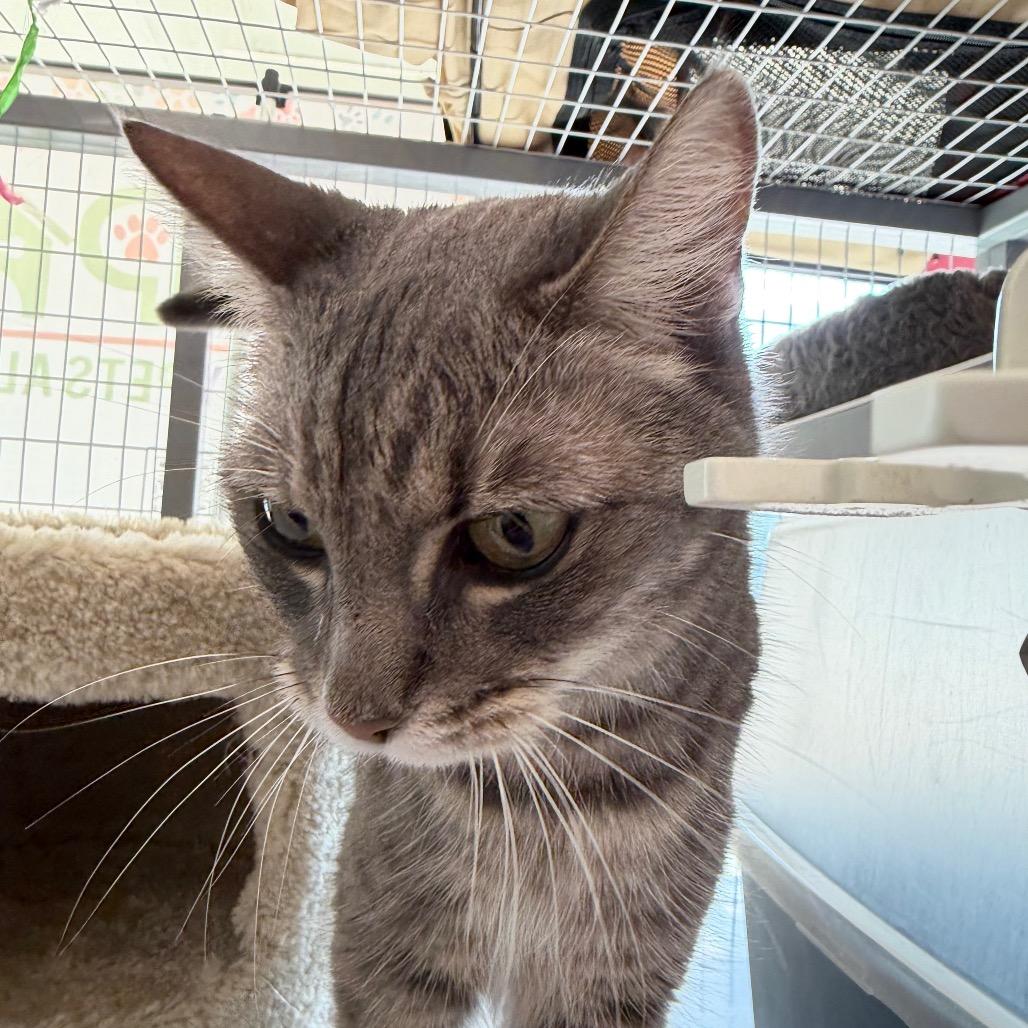 Enlarge Annie, a Adoptable Domestic Short Hair in League City, TX image 4/5