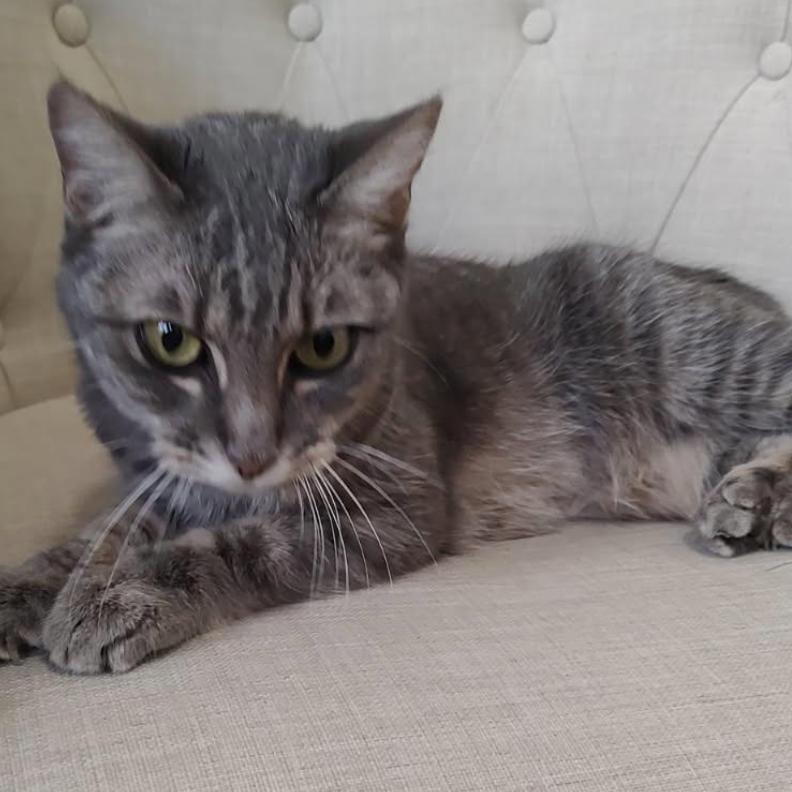 Enlarge Annie, a Adoptable Domestic Short Hair in League City, TX image 5/5