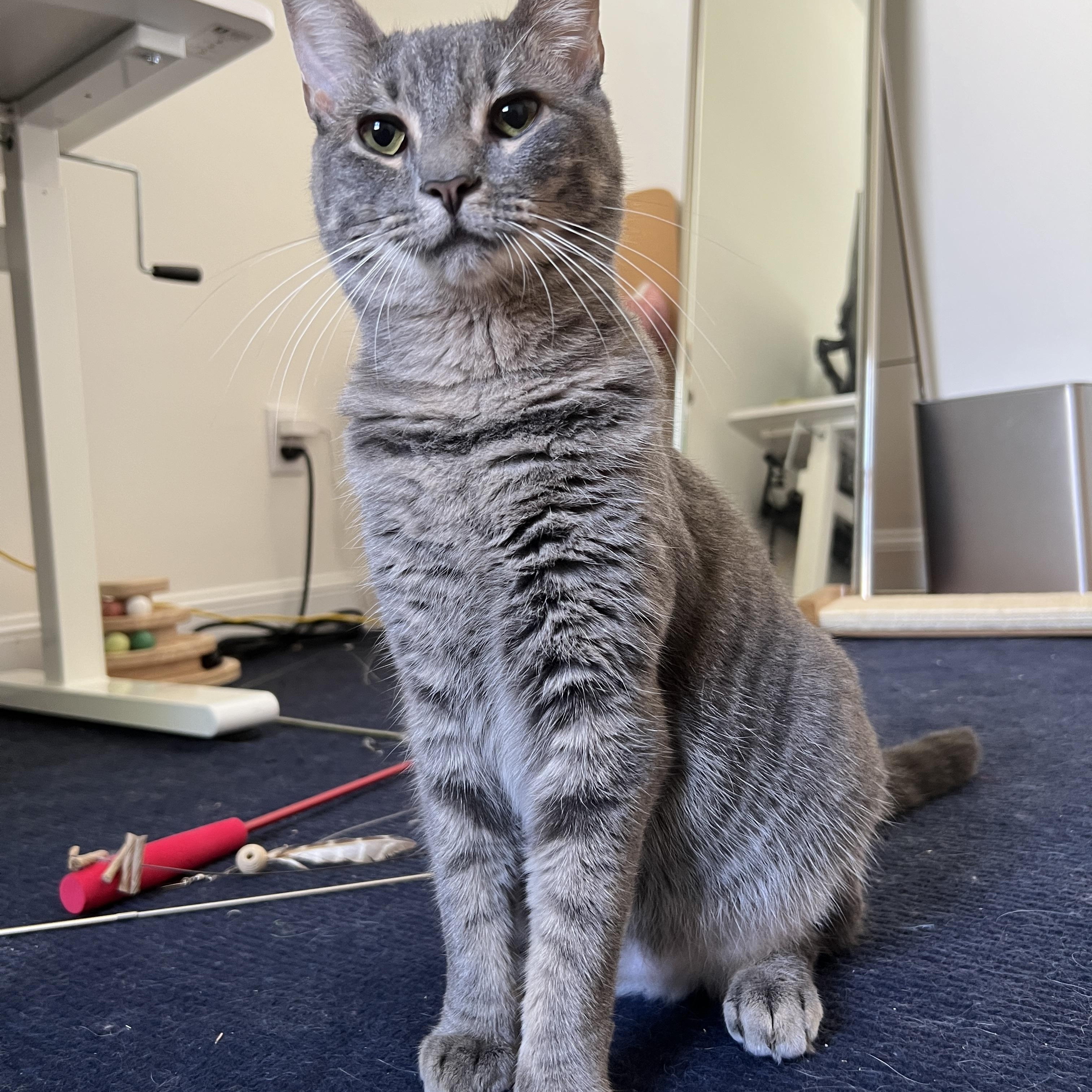 Estrella, ADOPTABLE, Young Female Tabby.