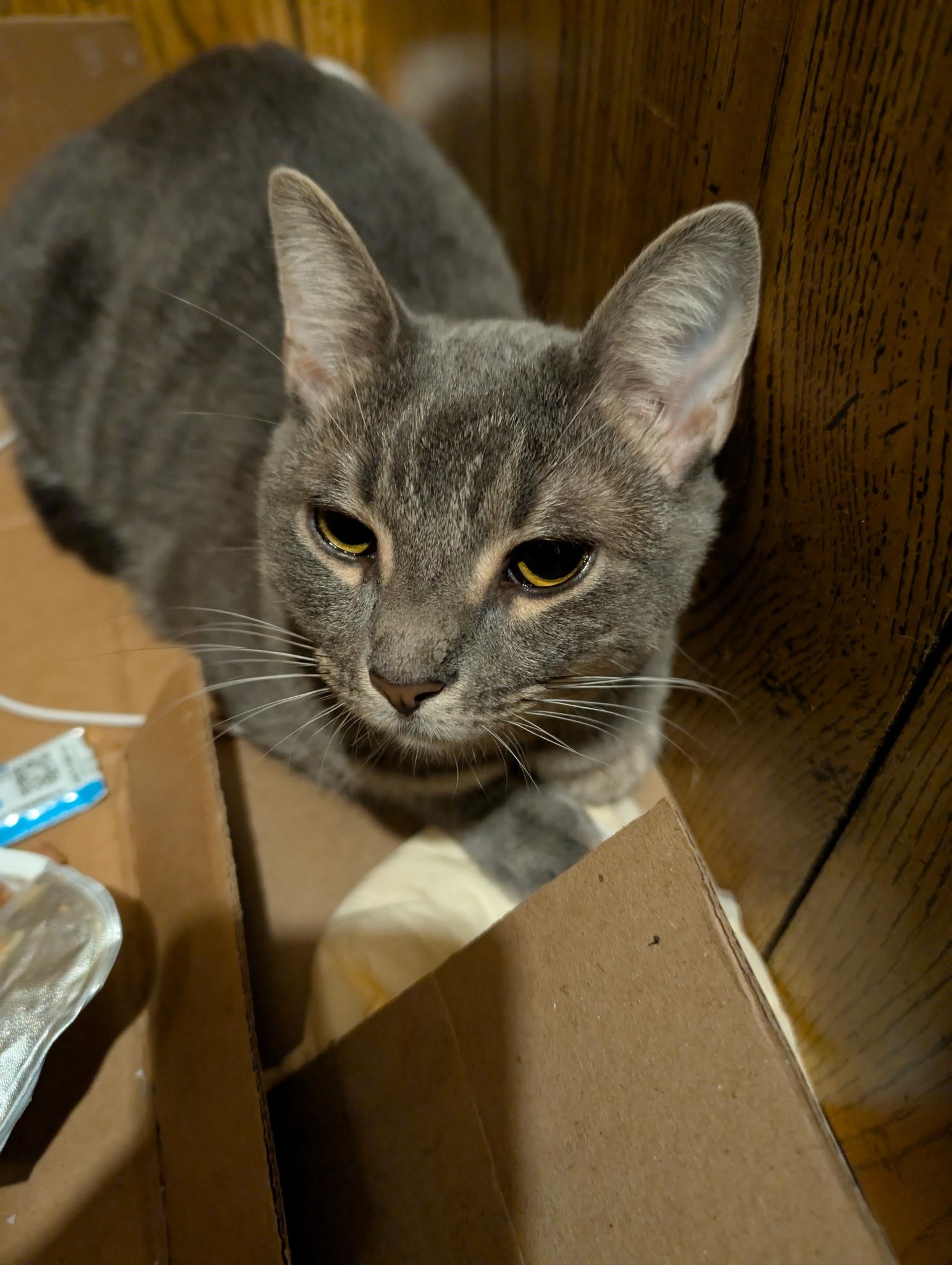 Estrella, ADOPTABLE, Young Female Tabby.