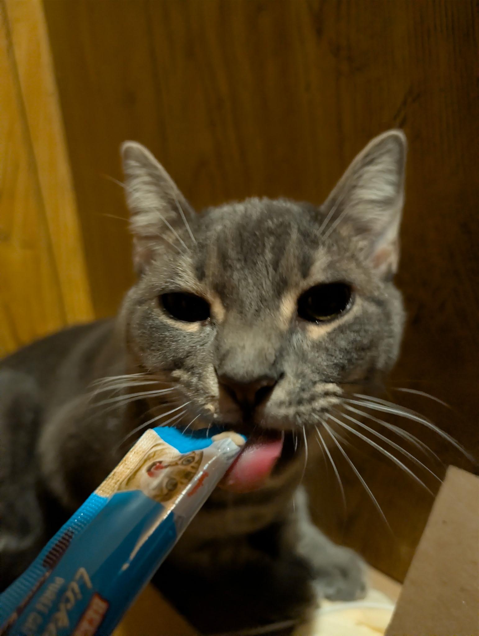 Enlarge Estrella, a ADOPTABLE Tabby in Medford, MA image 3/4
