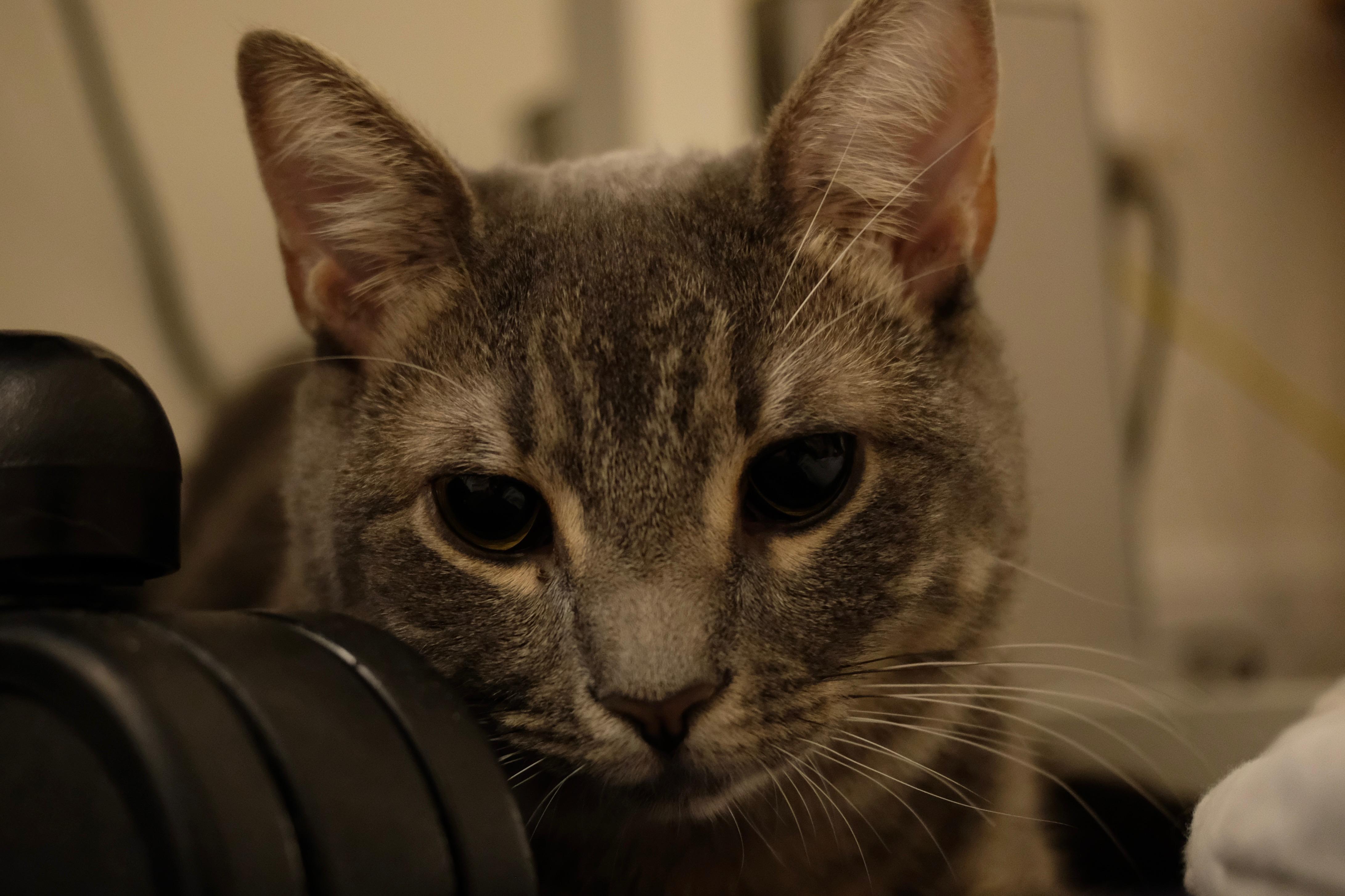 Estrella, a ADOPTABLE Tabby in Medford, MA image 2/5