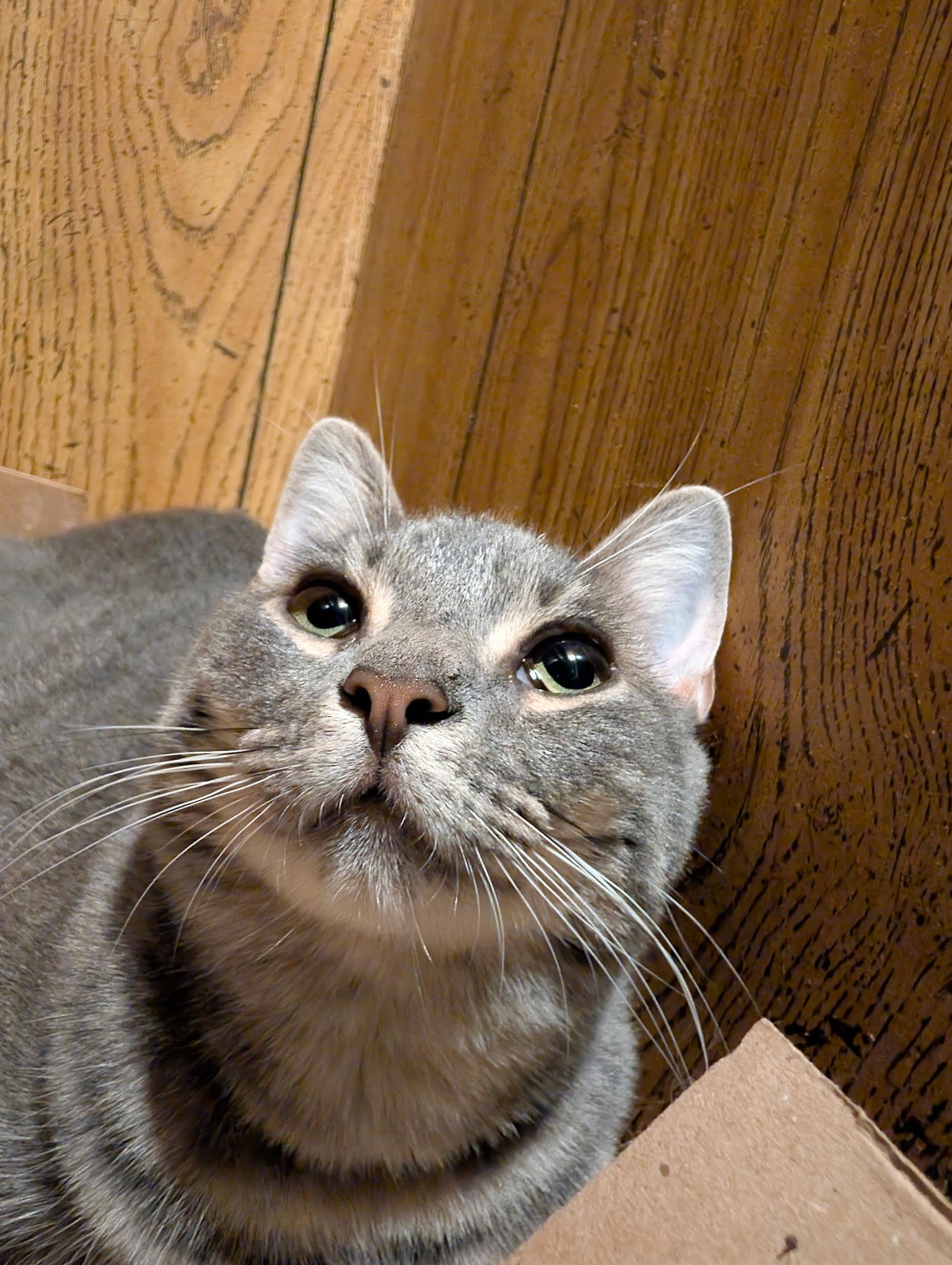 Enlarge Estrella, a ADOPTABLE Tabby in Medford, MA image 4/4