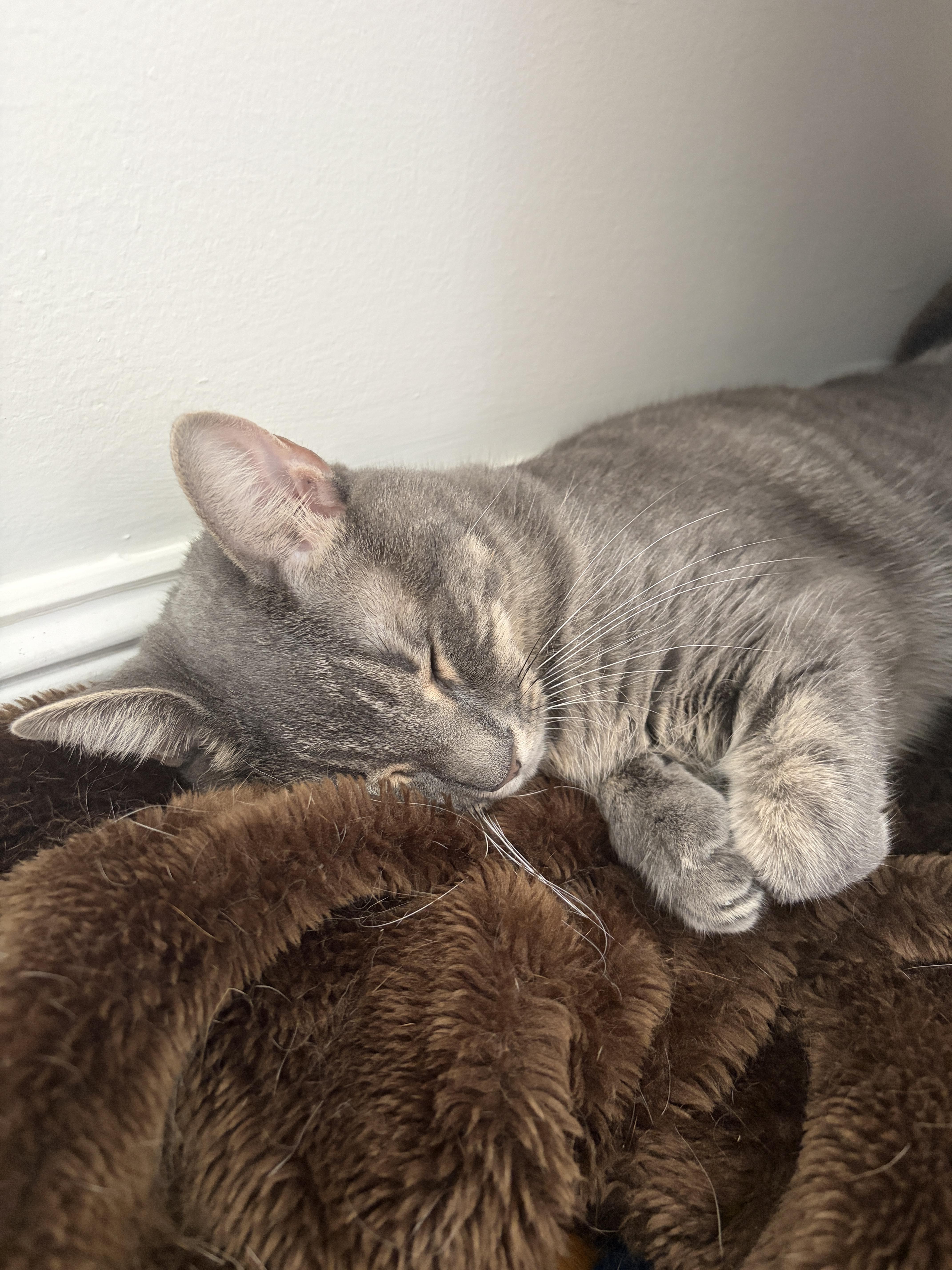 Estrella, a ADOPTABLE Tabby in Medford, MA image 3/5