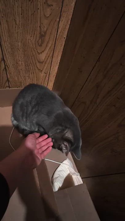 Enlarge Estrella, a ADOPTABLE Tabby in Medford, MA video 2/4