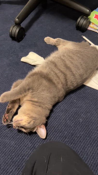 Enlarge Estrella, a ADOPTABLE Tabby in Medford, MA video 4/5