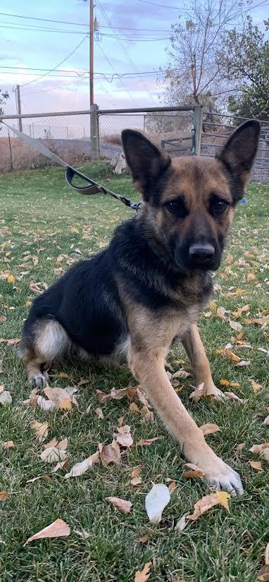 Cookie, a Adoptable mixed breed in Seattle, WA image 5/5