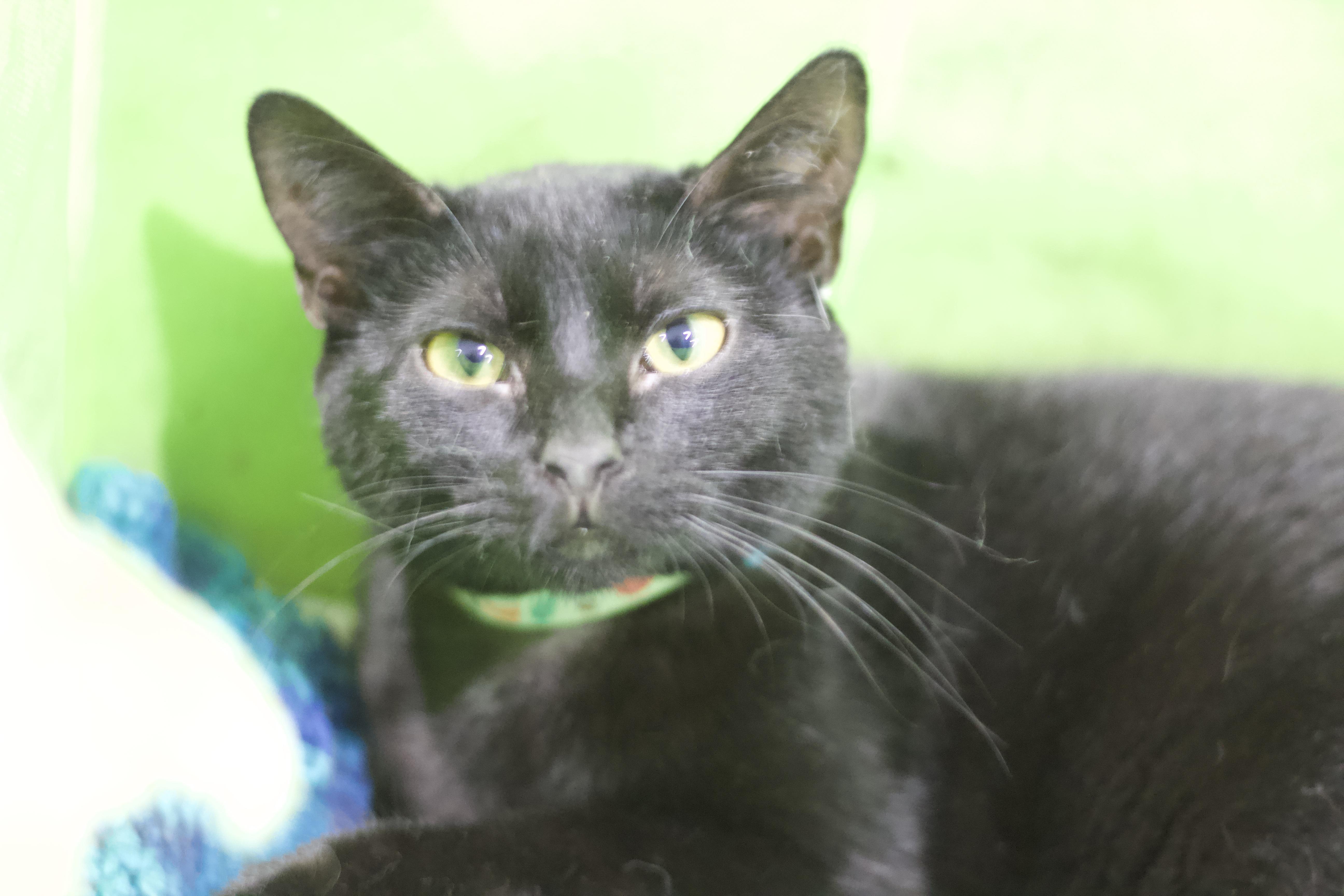 Johnny, Adoptable, Young Male Domestic Short Hair.