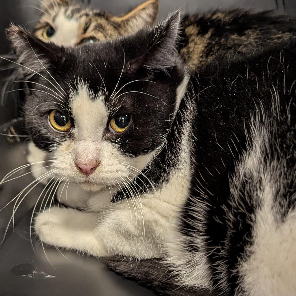 Shamrock, a Adoptable mixed breed in Aberdeen, WA image 1/3