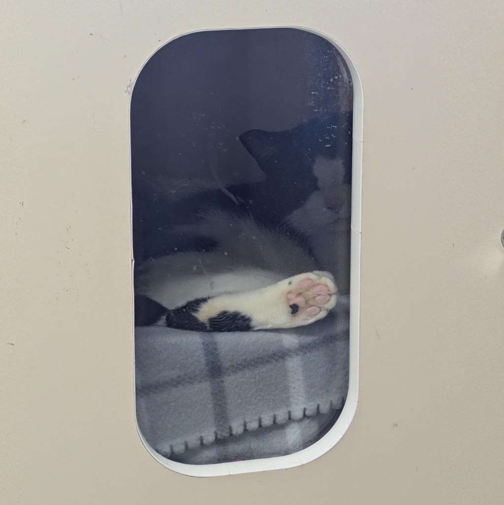 Enlarge Shamrock, a Adoptable mixed breed in Aberdeen, WA image 2/4