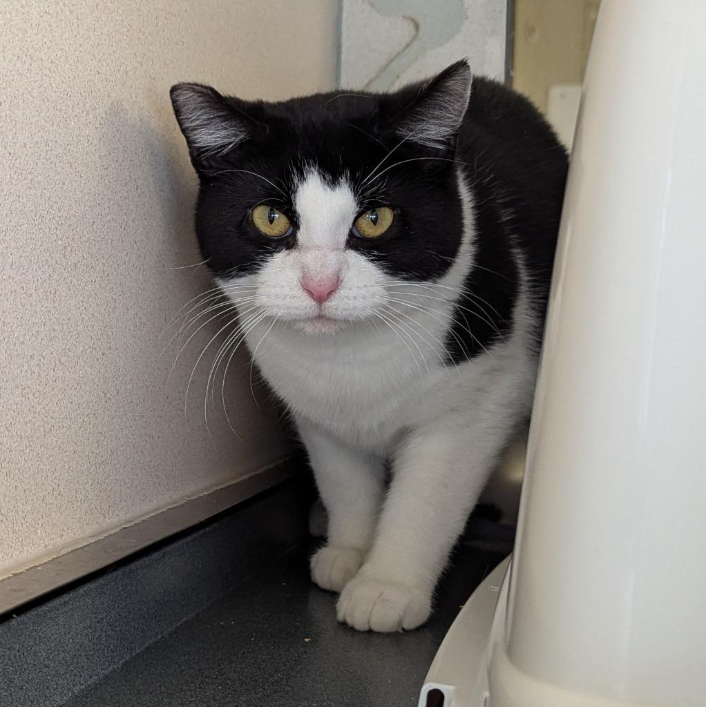 Shamrock, a Adoptable mixed breed in Aberdeen, WA image 2/3