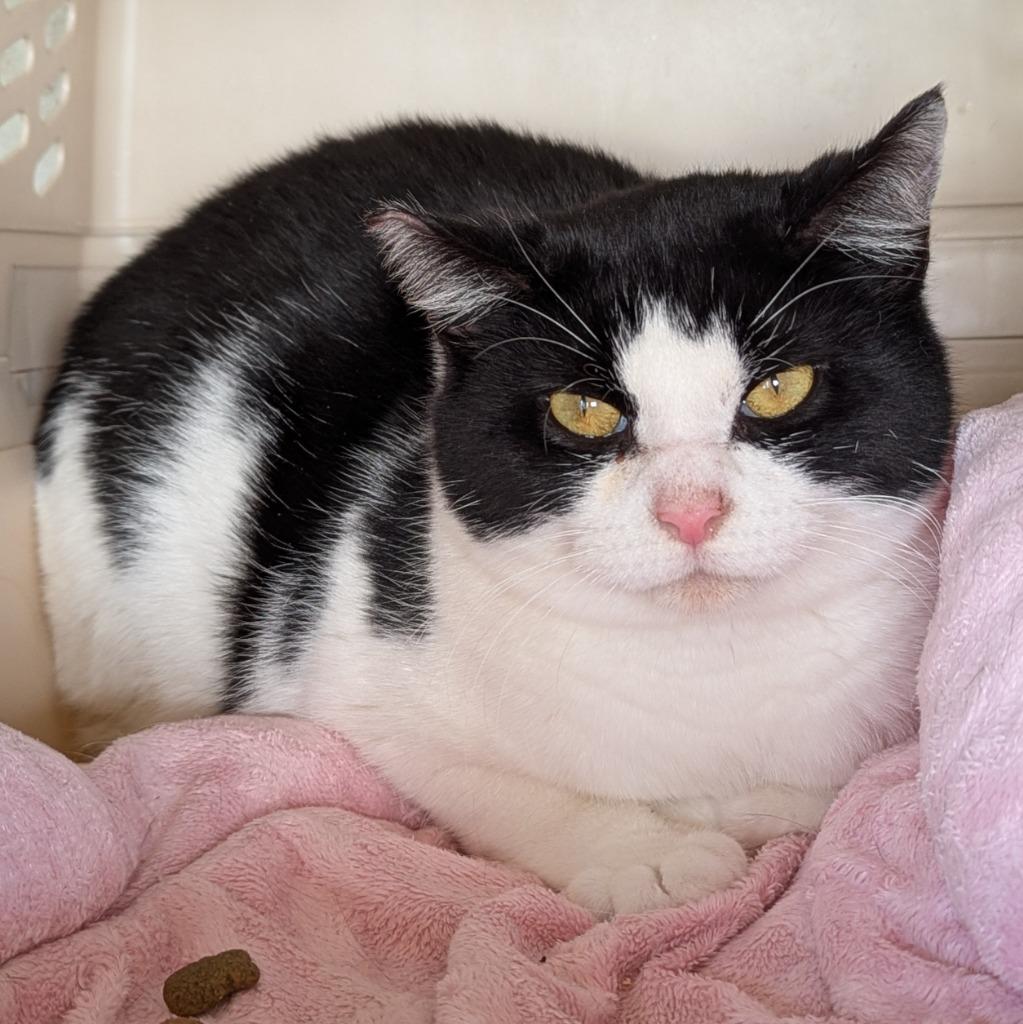 Shamrock, a Adoptable mixed breed in Aberdeen, WA image 3/3