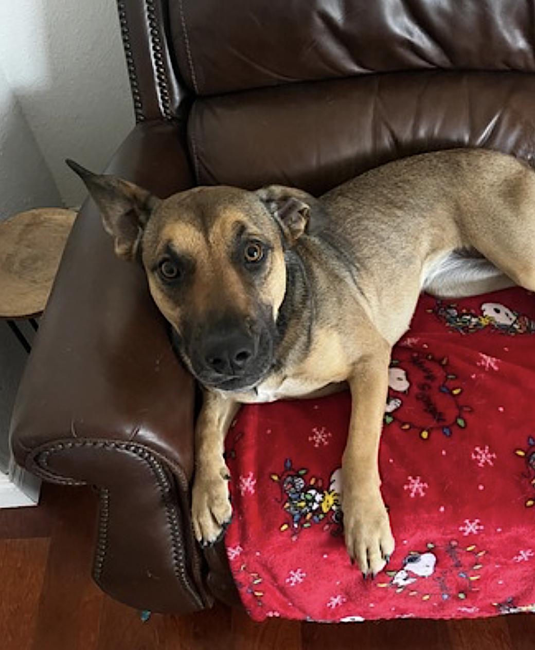 Bear — thumbnail 2