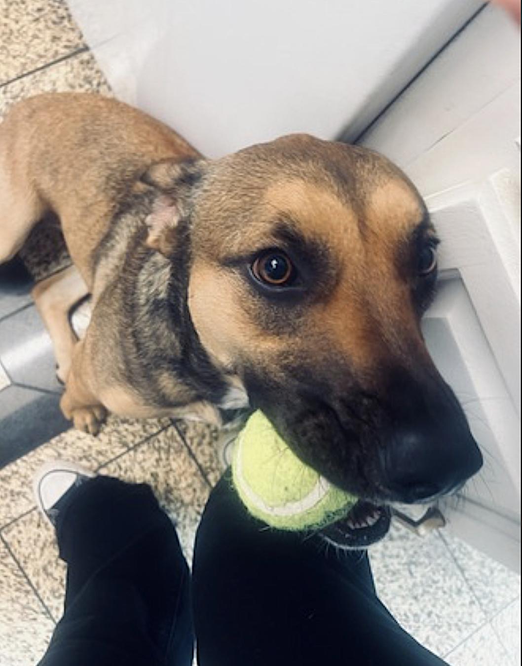 Bear — thumbnail 5