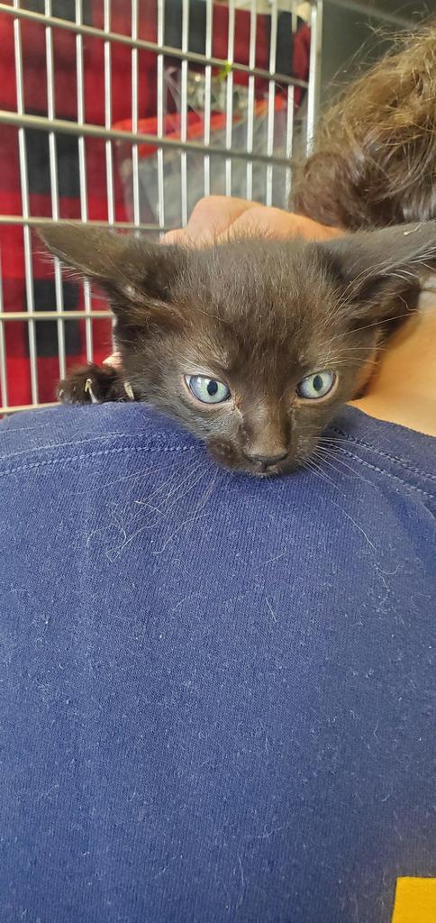 Enlarge Arlo, a Adoptable Domestic Medium Hair in Denham Springs, LA image 1/1