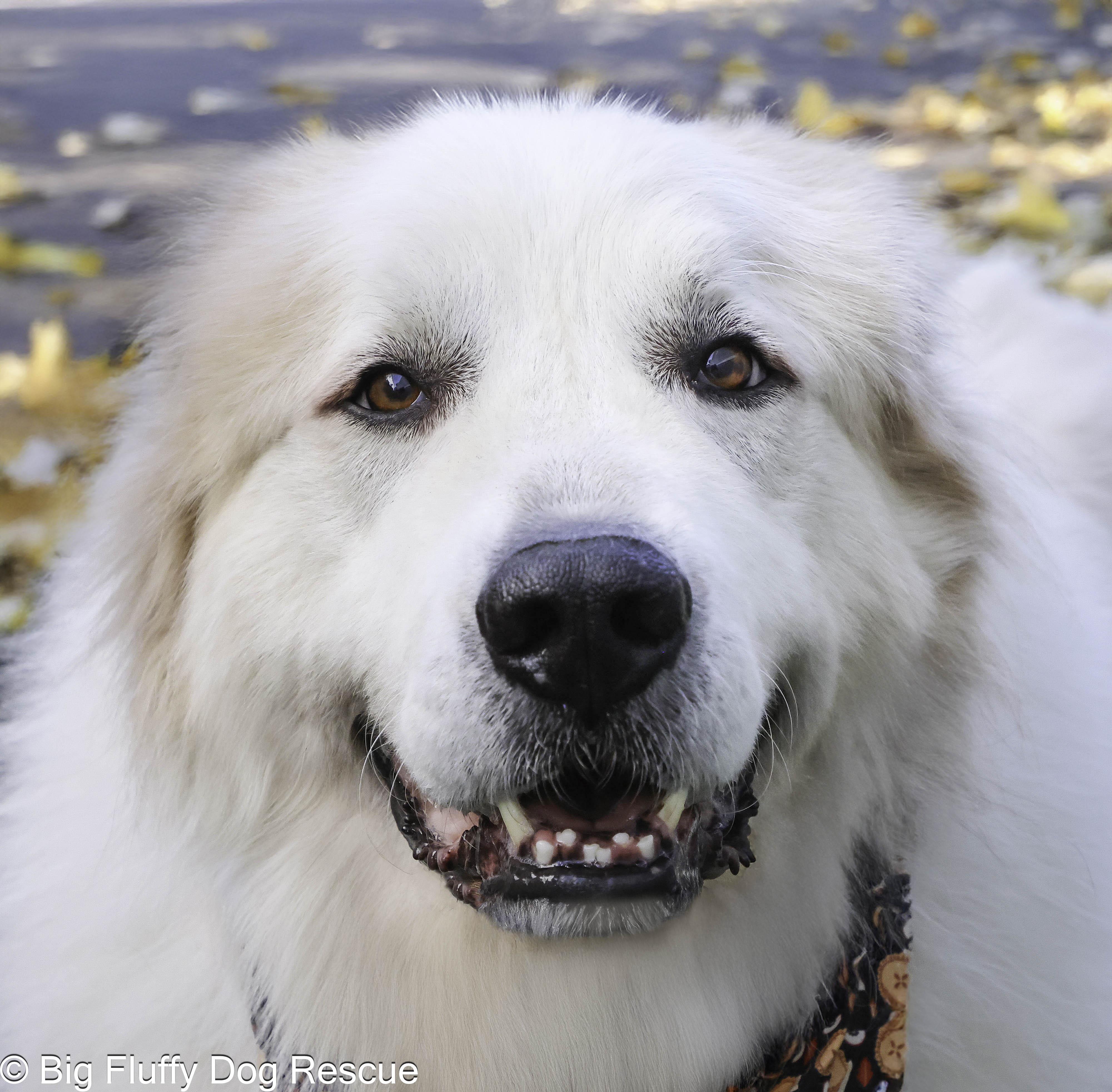 Prince — thumbnail 2