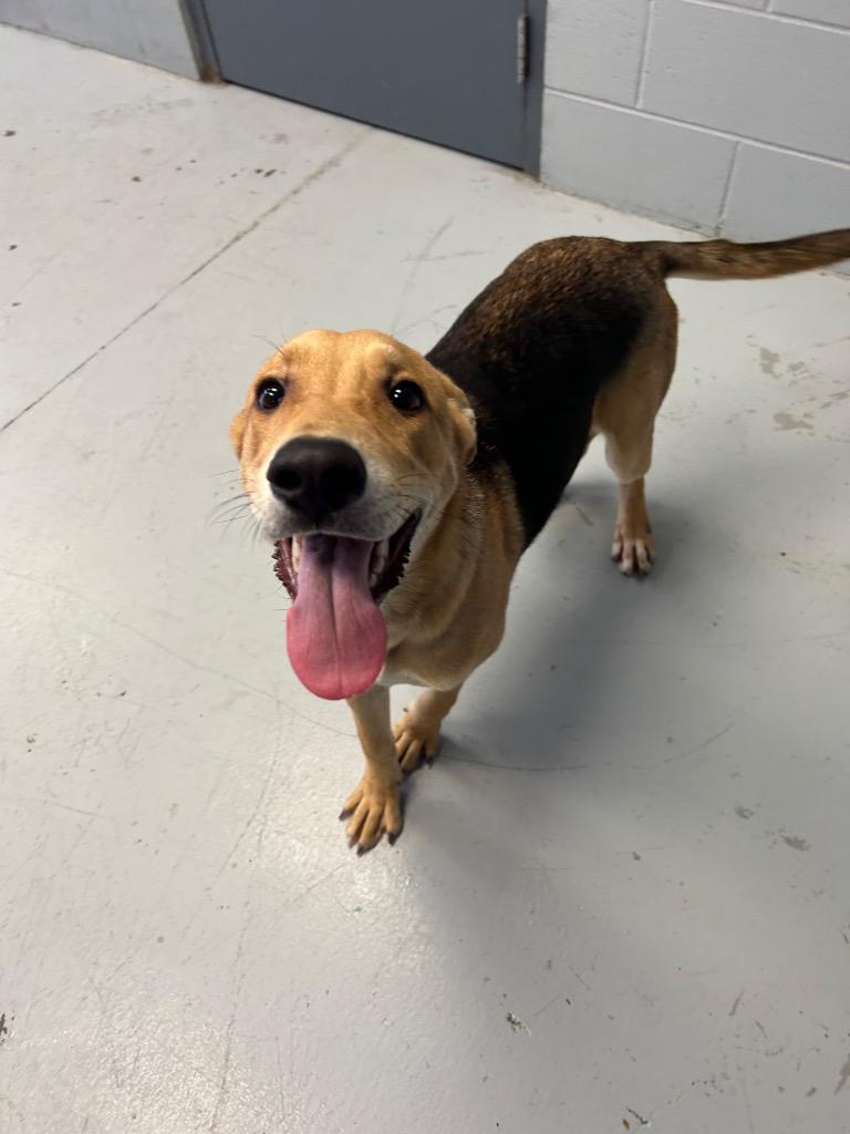 Buzz, Adoptable, Young Male Pit Bull Terrier.
