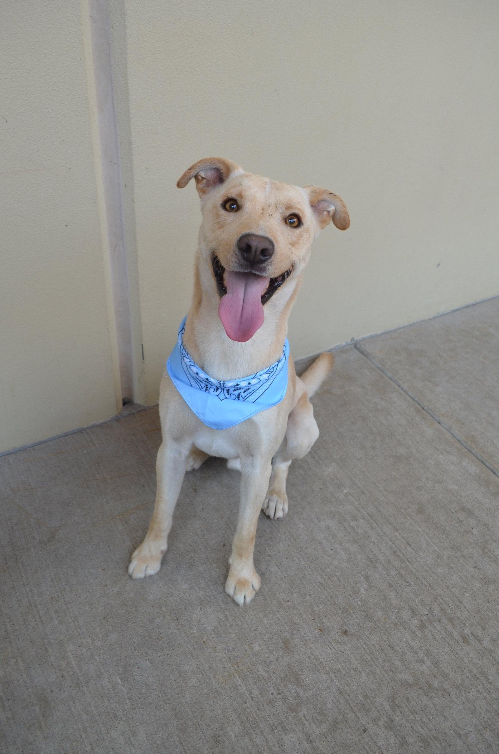 Enlarge Orion (In Foster), a Adoptable Labrador Retriever in McKinney, TX image 1/3