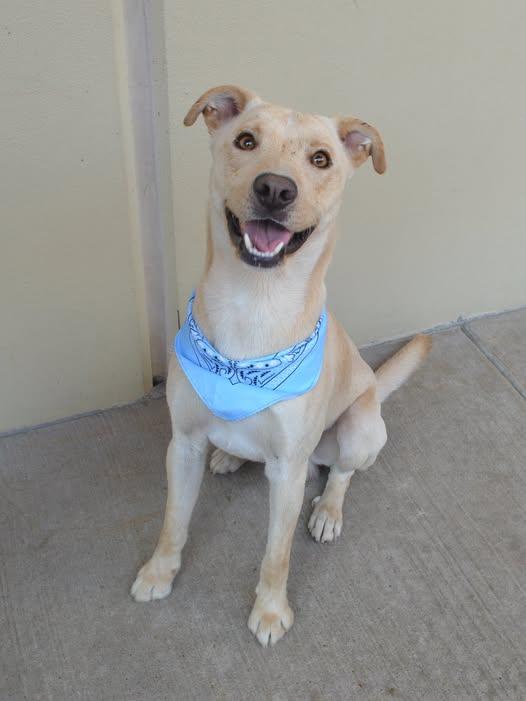 Enlarge Orion (In Foster), a Adoptable Labrador Retriever in McKinney, TX image 2/3
