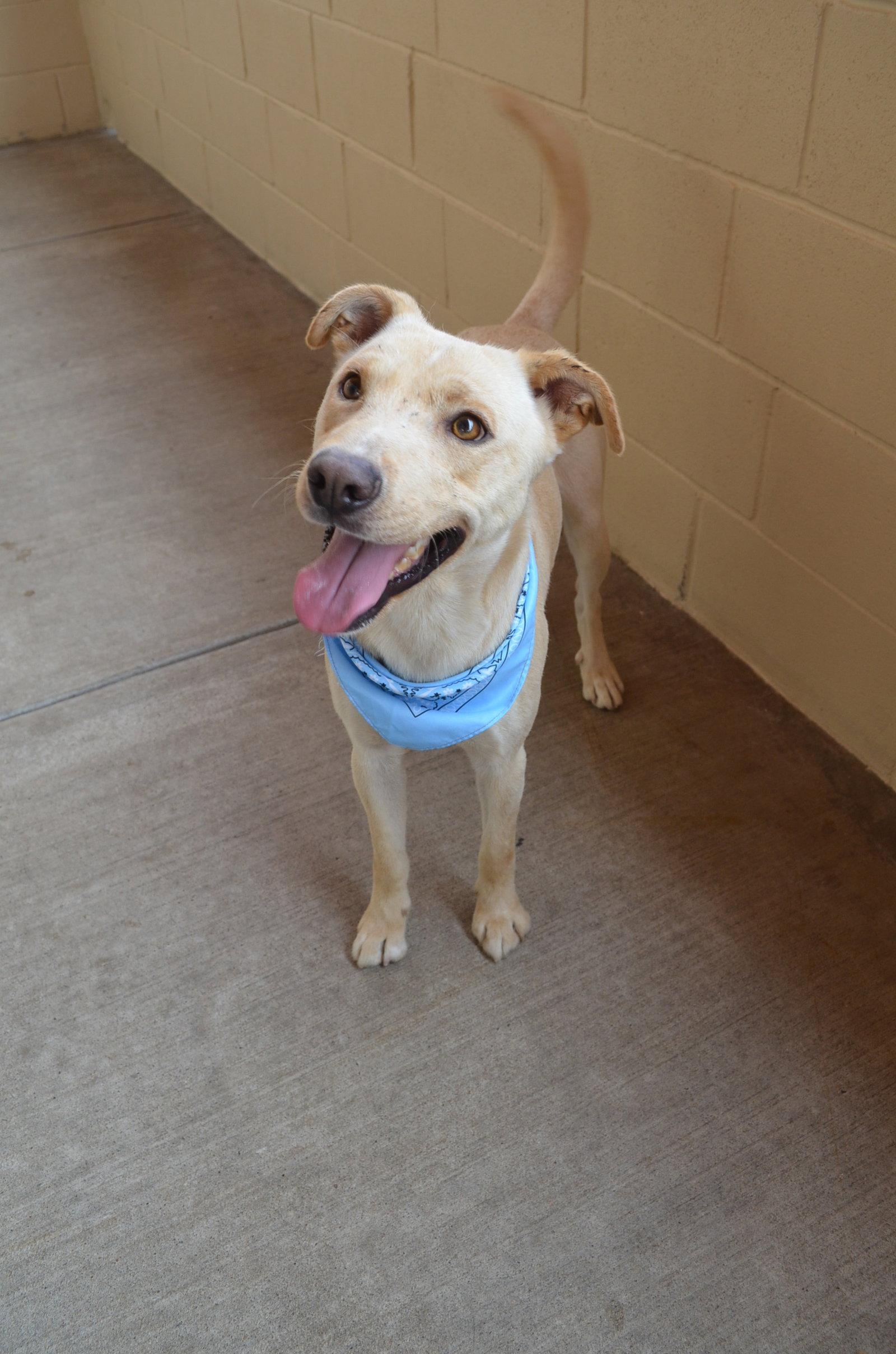 Enlarge Orion (In Foster), a Adoptable Labrador Retriever in McKinney, TX image 3/3