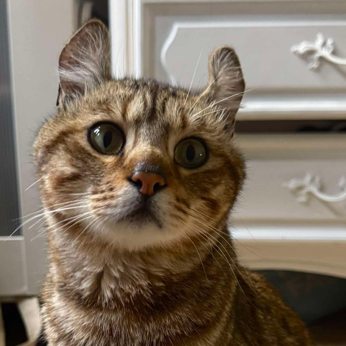 Curly Fry thumbnail 2