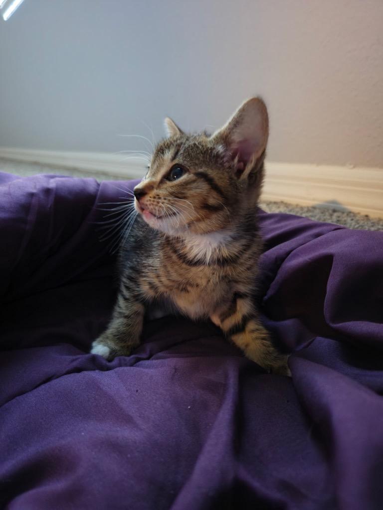 Lexi, a Adoptable mixed breed in Tampa, FL image 2/2