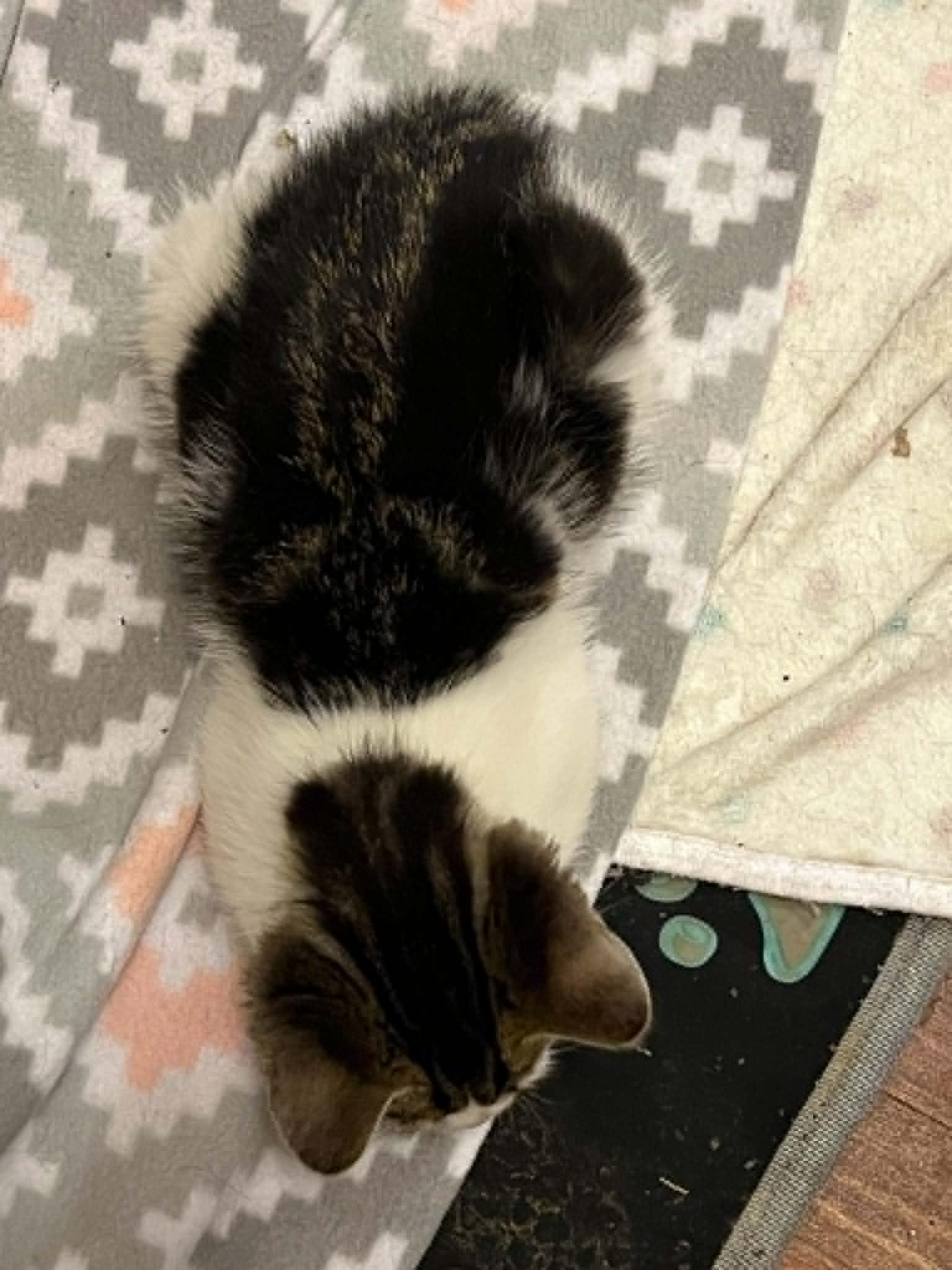 Enlarge Oscar, a ADOPTABLE Domestic Short Hair in Memphis, TN image 2/4